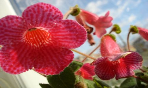 Zdjcie POLSKA / - / okno / :)