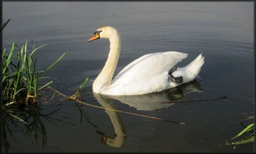 Zdjęcie POLSKA / dolnośląskie / okolice Legnicy / łabędź