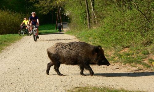 Zdjecie POLSKA / Pozna / Strzeszynek / Szlakiem Czarnego Zwierza