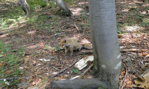 Zdjecie POLSKA / Bieszczady / Zejcie ze Smereka / Rudy na szlaku