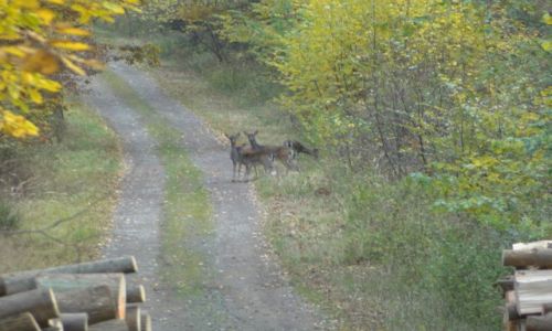 Zdj�cie POLSKA / opolskie / las Trzebina / Daniele..........