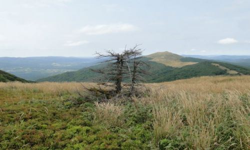 Zdjecie POLSKA / Bieszczady / Na szlaku Wetlina-merek / Bieszczadzkie widoczki....