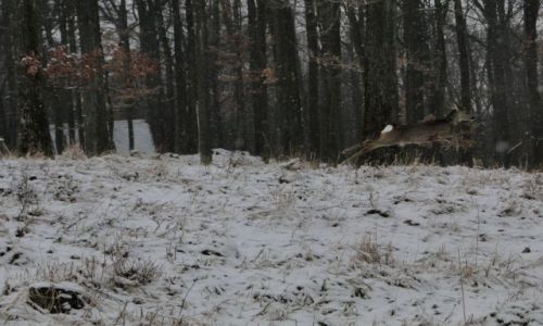 Zdjecie POLSKA / opolskie / Trzebina / Sarna w 