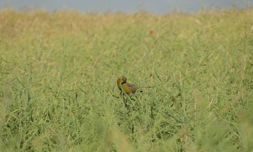 Zdj�cie POLSKA / opolskie / Prudnickie pola / Wielka jad�odajnia...