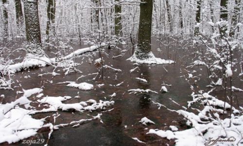 Zdjęcie POLSKA / Mazowsze / Las Kabacki /   Pierwszy snieg w podtopionym lesie