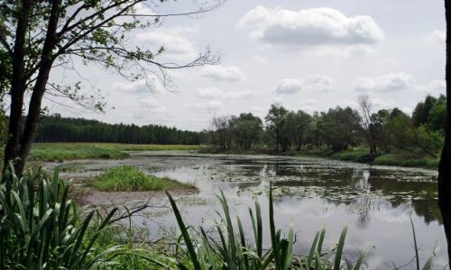 Zdjecie POLSKA / Podlasie / Niemirw / Starorzecze