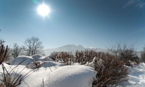 Zdjecie POLSKA / Tatry / Zakopane / krzaki