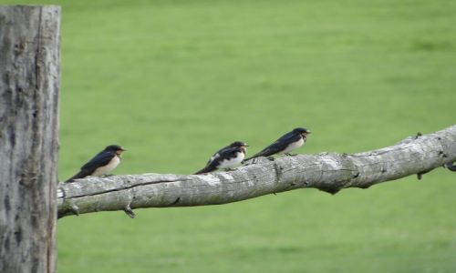 Zdjęcie POLSKA / opolskie / Kocym / Tercet.
