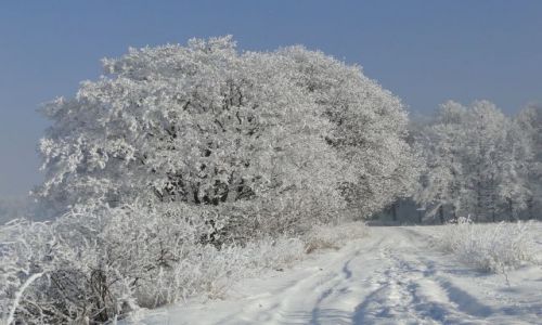 Zdjecie POLSKA / opolskie / Niemysowice / Co na upay........