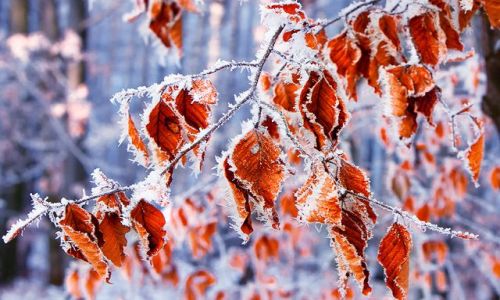 Zdjęcie POLSKA / Kieleckie  / Checiny / szadz