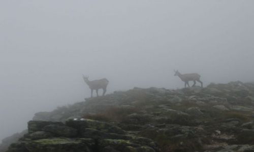 Zdjecie POLSKA / - / TATRY ZACHODNIE / TATRY - NIESPODZIEWANI GOCIE