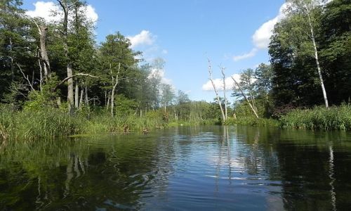 Zdjecie POLSKA / Mazury / Krutynia / Spyw Krutyni