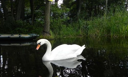 Zdjecie POLSKA / Mazury / Krutynia / Spyw Krutyni