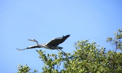 Zdjecie POLSKA / Mazury / Krutynia / Czapla siwa widziana podczas spywu Krutyni