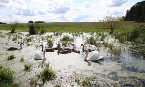 Zdjęcie POLSKA / Lubuskie / Przytoczna / Łabędzie