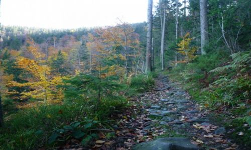 Zdjęcie POLSKA / Beskid Żywiecki / ok Rysianki 1322 npm. / ZŁOTA POLSKA JESIEŃ