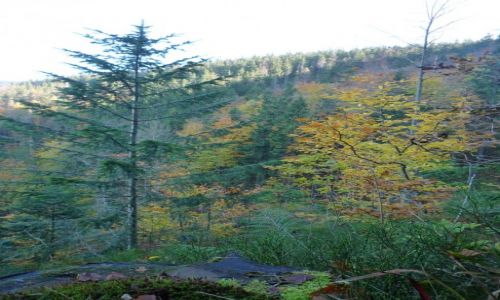 Zdjęcie POLSKA / Beskid Żywiecki / ok Rysianki 1322 npm. / ZŁOTA POLSKA JESIEŃ