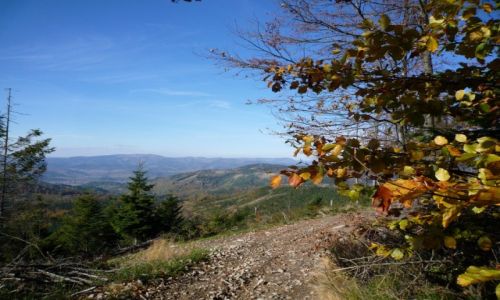 Zdjecie POLSKA / Beskid ywiecki / ok Rysianki 1322 npm. / ZOTA POLSKA JESIE