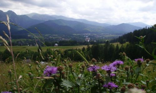 Zdjecie POLSKA / Zakopane / Gubawka / schodzc z Gubawki