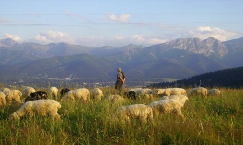 Zdjecie POLSKA / Zakopane / Gubawka / 