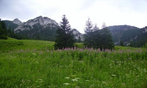 Zdjecie POLSKA / Zakopane / szlak Doliny Kocielisko / idc do Hali Ornak