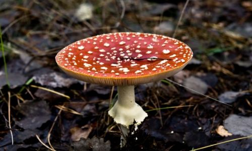 Zdjecie POLSKA / - / las / Muchomorek