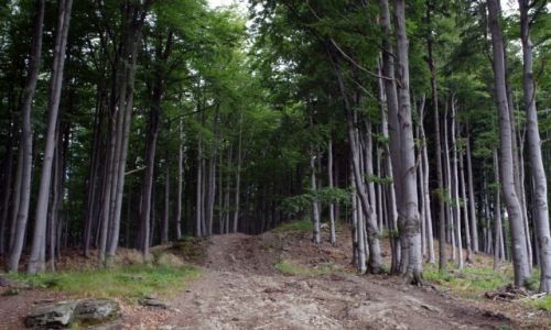 Zdjecie POLSKA / Beskid Makowski / Pasmo Jaowieckie / W Beskidach