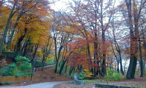 Zdjcie POLSKA / zachodniopomorskie / Szczecin - Zdroje / W Puszczy Bukowej nad Szmaragdowym