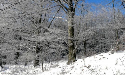 Zdjęcie POLSKA / Dolny Śląsk / okolice Strzegomia / zaczyna się zima