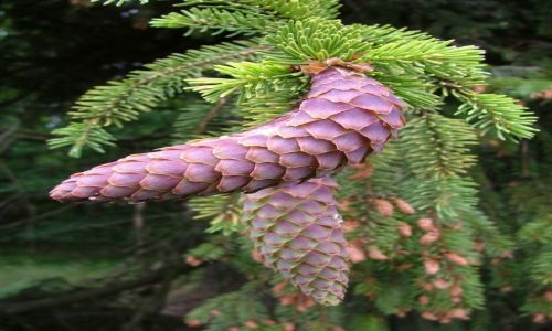 Zdjęcie POLSKA / Bory Tucholskie / Cekcyn / Nadszyszkownik Kilkujadek