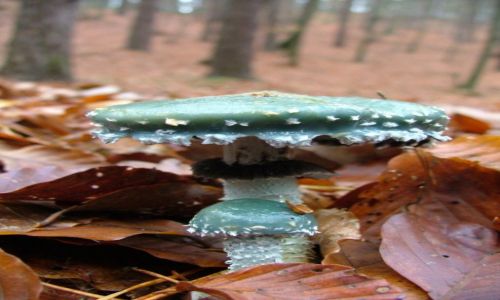 Zdjecie POLSKA / Pomorze / Trjmiejski Park Krajobrazowy / Piercieniak grynszpanowy 