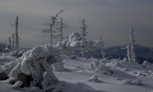 Zdjecie POLSKA / Beskidy / Gdzie pomidzy Maym Skrzycznem a Malinowsk Ska / niegowy Schnappi