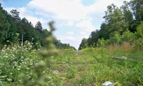Zdjecie POLSKA / Biaowiea / Biaowieski Park Narodowy / przyroda