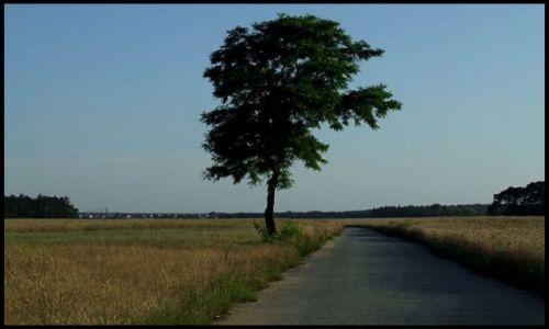 Zdjęcie POLSKA / śląsk opolski / wyprawa rowerowa / drzewo na drodze