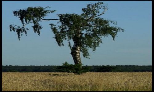 Zdjęcie POLSKA / śląsk opolski / wyprawa rowerowa / samotny w polu