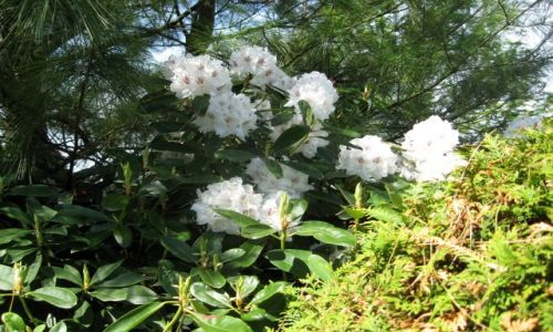 Zdjęcie POLSKA / zachodniopomorskie / Dobrzyca - Ogród Hortulus / trochę wiosny...