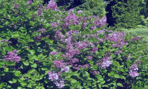 Zdjęcie POLSKA / zachodniopomorskie / Dobrzyca - Ogród Hortulus / trochę wiosny...