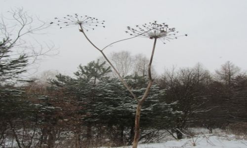 Zdjęcie POLSKA / Południowa Polska / Halembski las / Spacer