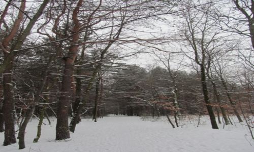 Zdjęcie POLSKA / Południowa Polska / Halembski las / Spacer