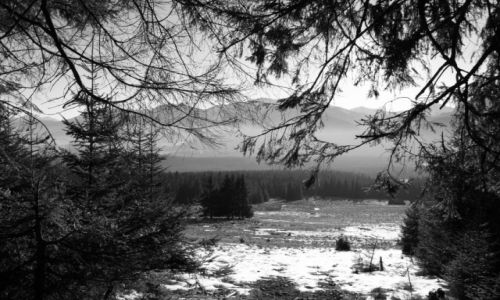 Zdjęcie POLSKA / TATRY / KOSARZYSKA / Polana