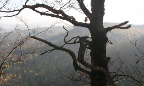Zdjecie POLSKA / Karkonosze / Chojnik / w drodze na Chojnik