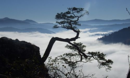 Zdjecie POLSKA / PIENINY / SOKOLICA / KONKURS