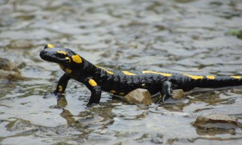 Zdjęcie POLSKA / biesczady / bieszczady / salamandra