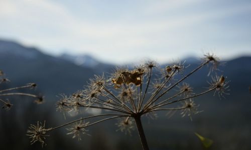 Zdjęcie POLSKA / Małopolska / okolice Witowa / Martwa natura