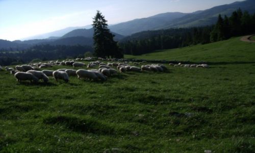 Zdjecie POLSKA / Pieniny / okolice Durbaszki / Barany w Jaworkach