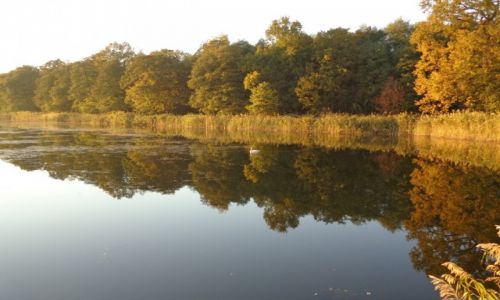 Zdjęcie POLSKA / Dolny Śląsk / Stawy Milickie. / W Dolinie Baryczy