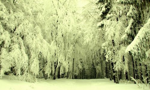 Zdjcie POLSKA / BESKID LSKI / WIELKA CZANTORIA / ZIMA NA CZANTORII