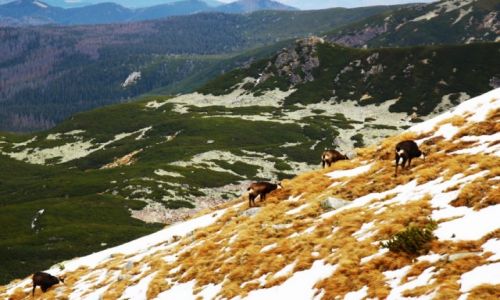Zdjecie POLSKA / TATRY / PRZECZ LILIOWE / KOZICE