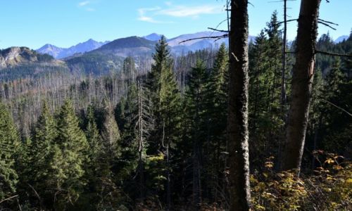 Zdjecie POLSKA / Maopolska / Tatry / W drodze do schroniska.