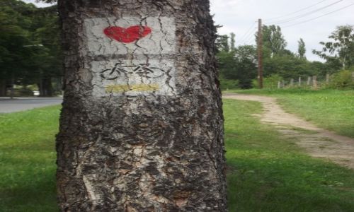 POLSKA / Ziemia Kodzka / w drodze do Radkowa / Miosny szlak